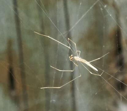 Image of Rhomphaea fictilium (Hentz 1850)