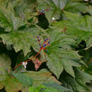 Image of American umbrellaleaf