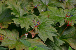 Image of American umbrellaleaf