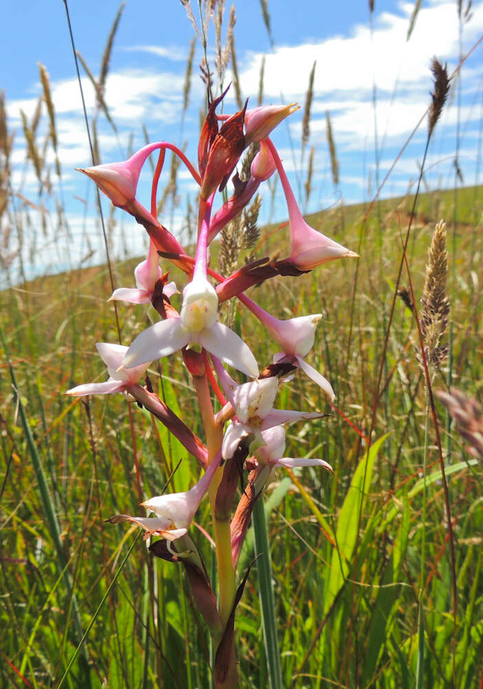 Image of Disa scullyi Bolus