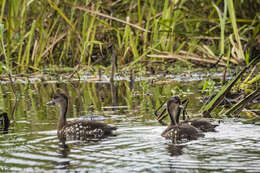 Image of Spotted Whistling Duck