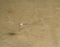 Image of Cellar spider