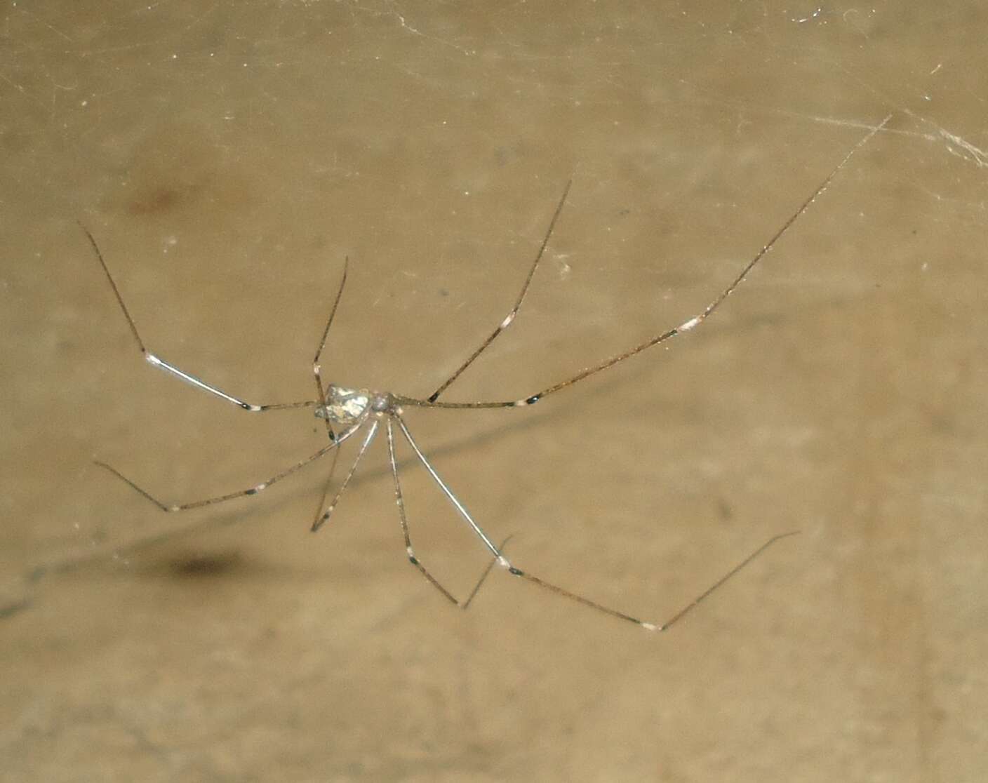 Image of Cellar spider