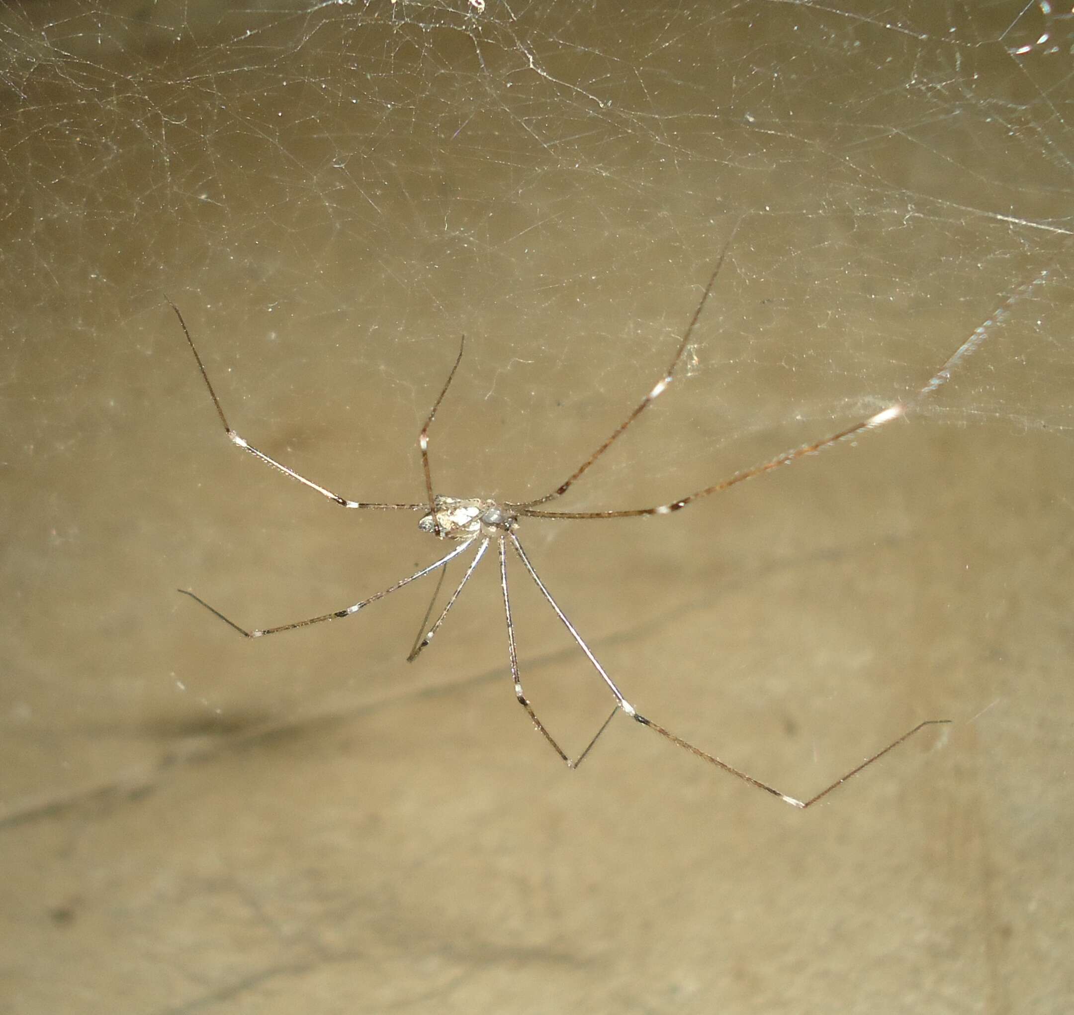 Image of Cellar spider