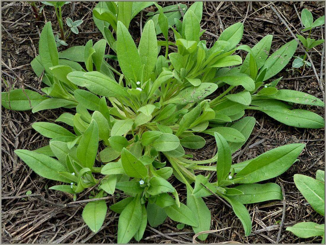 Image of Myosotis sparsiflora Pohl