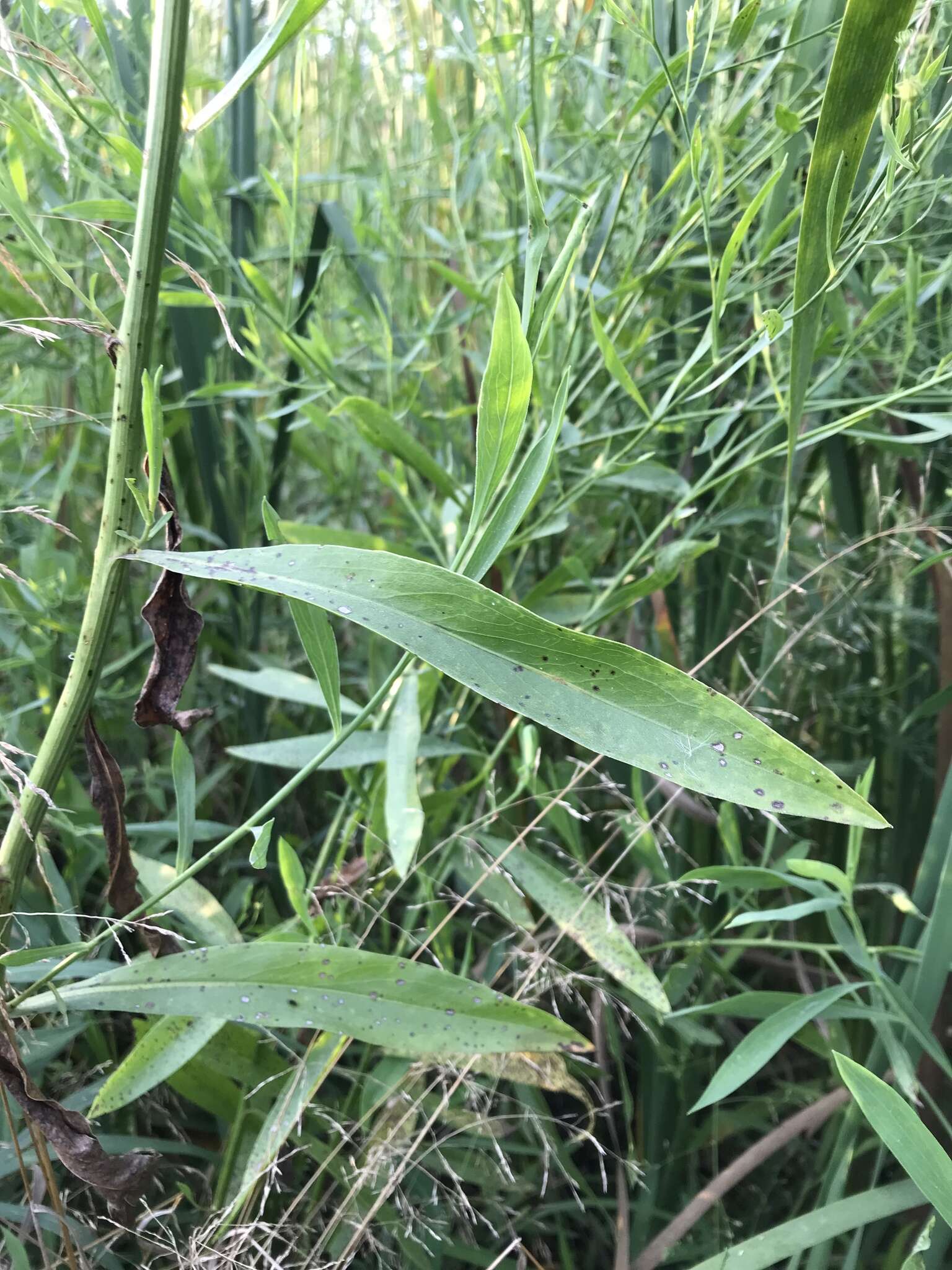 Plancia ëd Boltonia asteroides (L.) L'Hér.