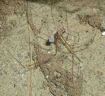 Image of Cellar spider