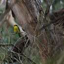 Image of Helmeted Honeyeater