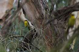 صورة Lichenostomus melanops cassidix (Gould 1867)