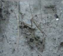 Image of Cellar spider