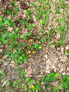 صورة Epimedium pinnatum subsp. colchicum (Boiss.) N. Busch