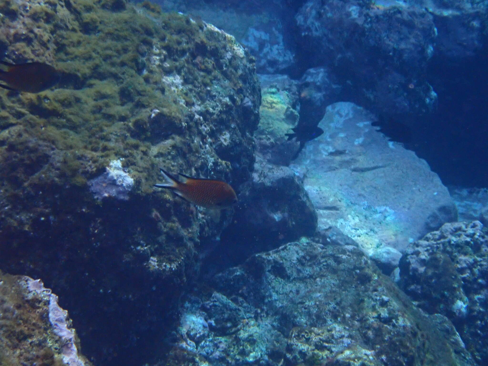 Image of Azores Chromis