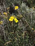 Image of Erysimum suffrutescens (Abrams) Rossbach