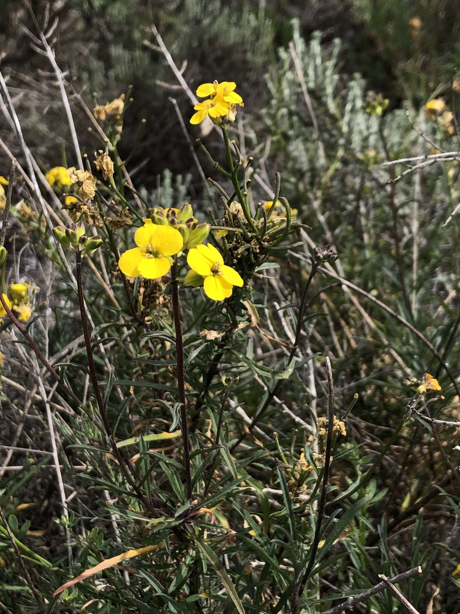 Image of Erysimum suffrutescens (Abrams) Rossbach