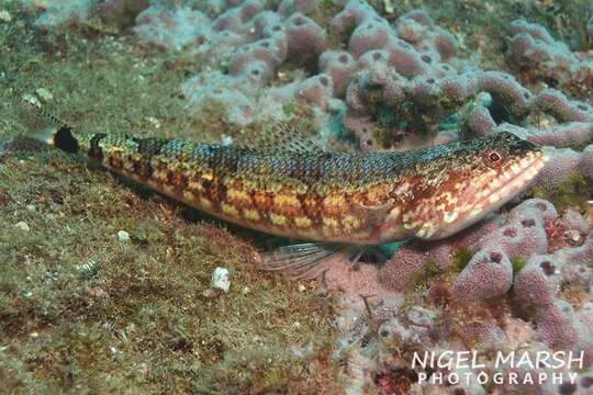 Image of Lighthouse lizardfish