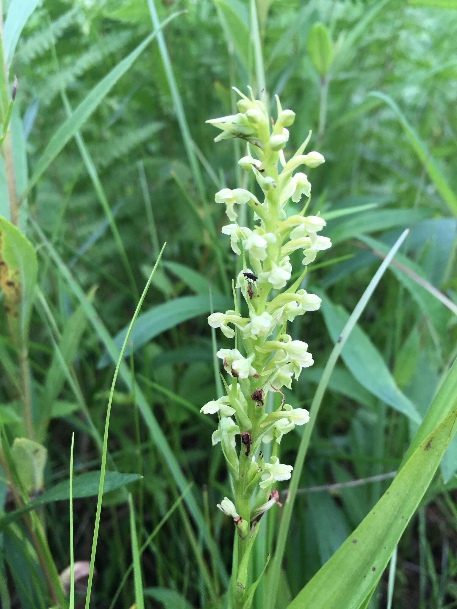 Image of palegreen orchid