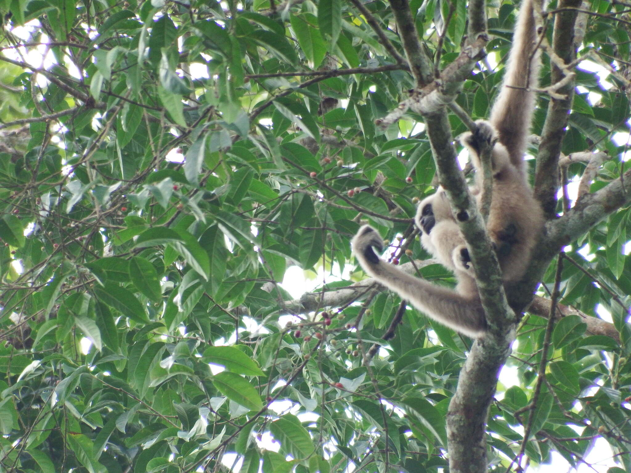 Image of Capped Gibbon