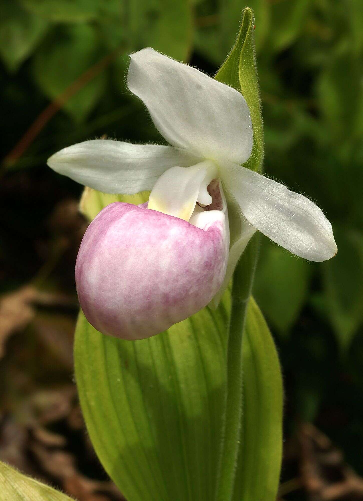 Image of Showy lady's slipper