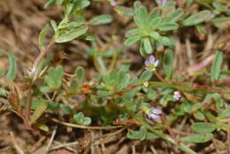 Plancia ëd Lythrum tribracteatum Sprengel