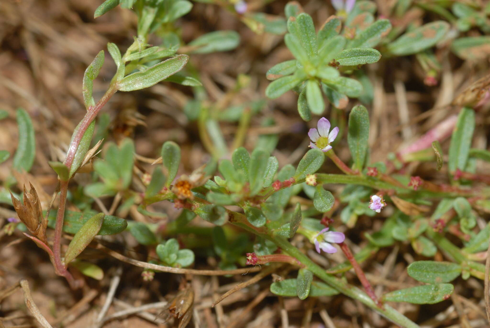 Plancia ëd Lythrum tribracteatum Sprengel