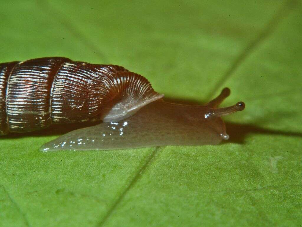 Image of two-toothed door snail