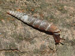 Image of two-toothed door snail