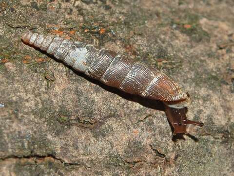 Image of two-toothed door snail