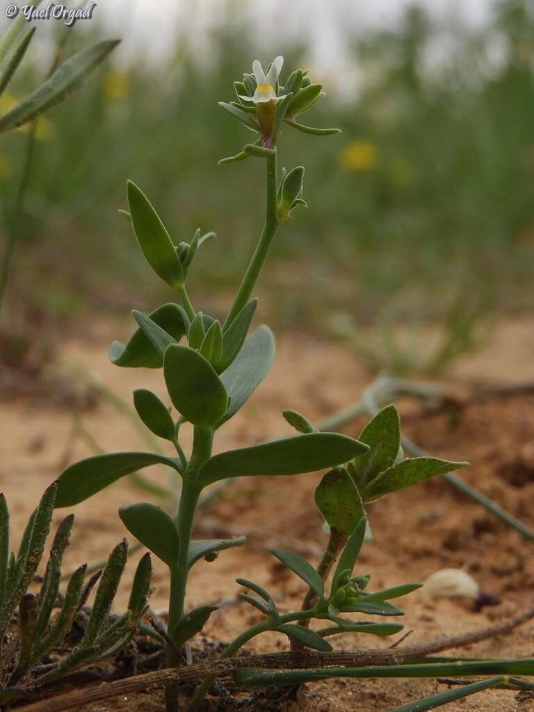 Image de Linaria albifrons (Sm.) Spreng.