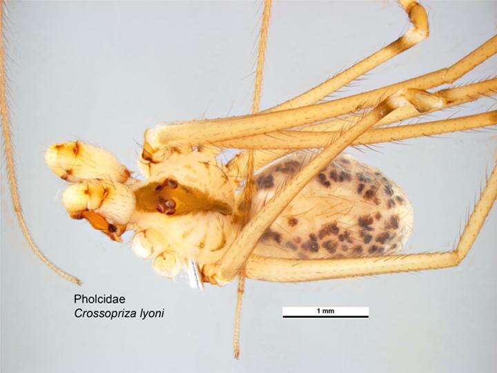 Image of Cellar spider