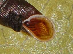 Image of two-toothed door snail