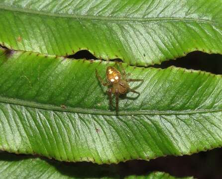 Image of Zealaranea trinotata (Urquhart 1890)