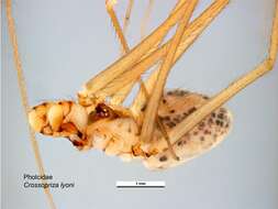 Image of Cellar spider