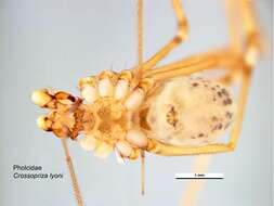 Image of Cellar spider