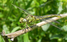 Image of Western Clubtail