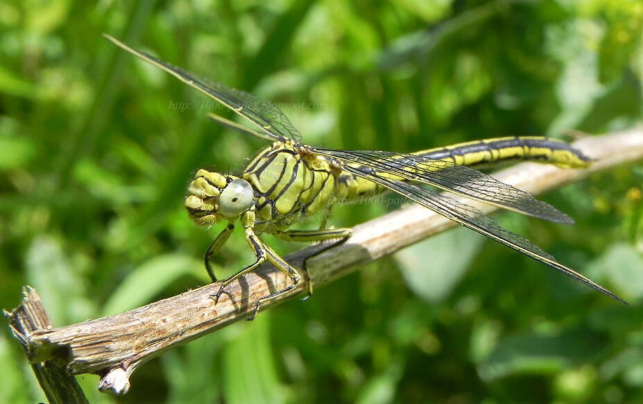 Image of Western Clubtail