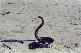 Image of Indian cobra