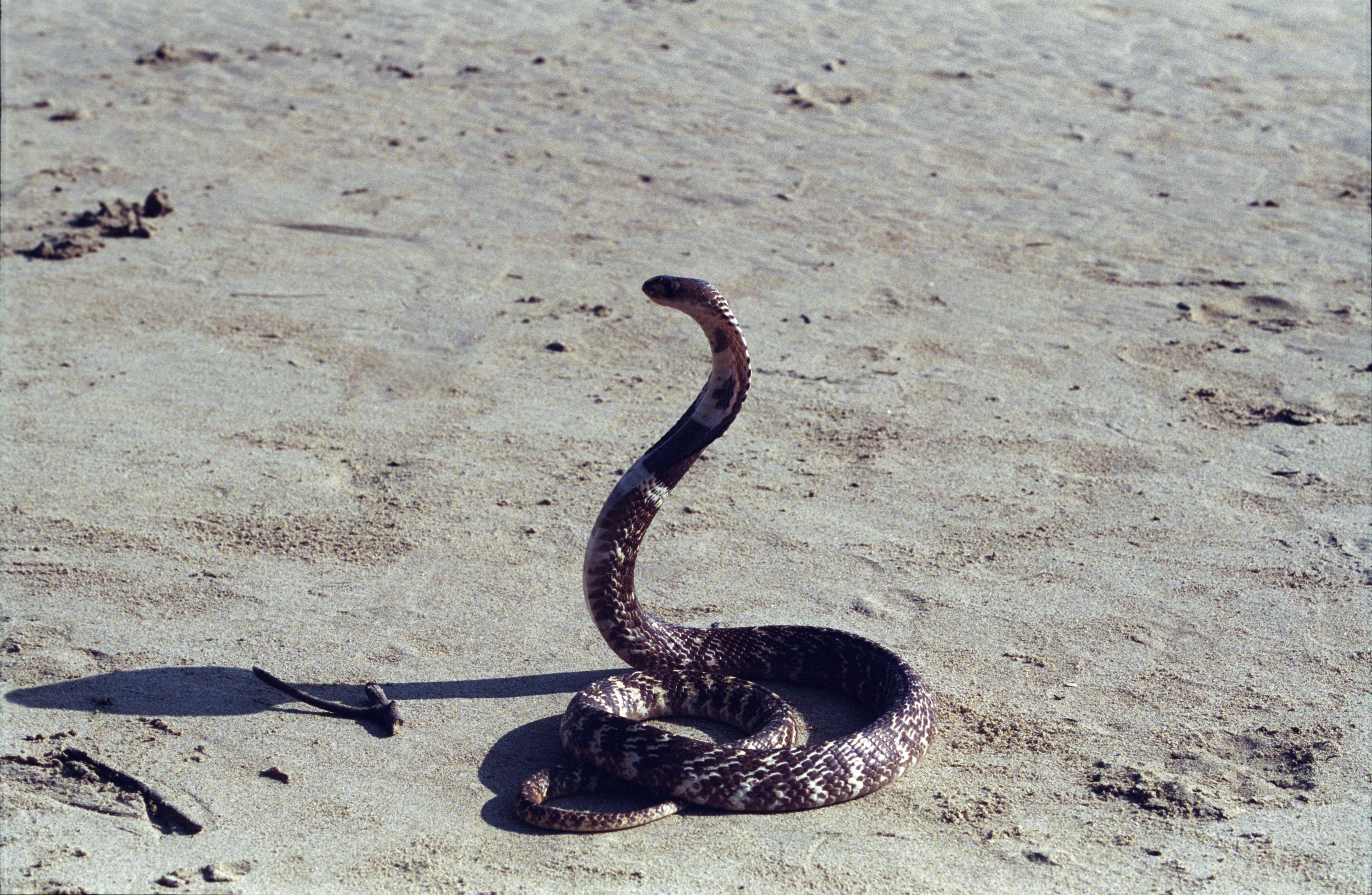 Image of Indian cobra