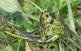 Image of Western Clubtail