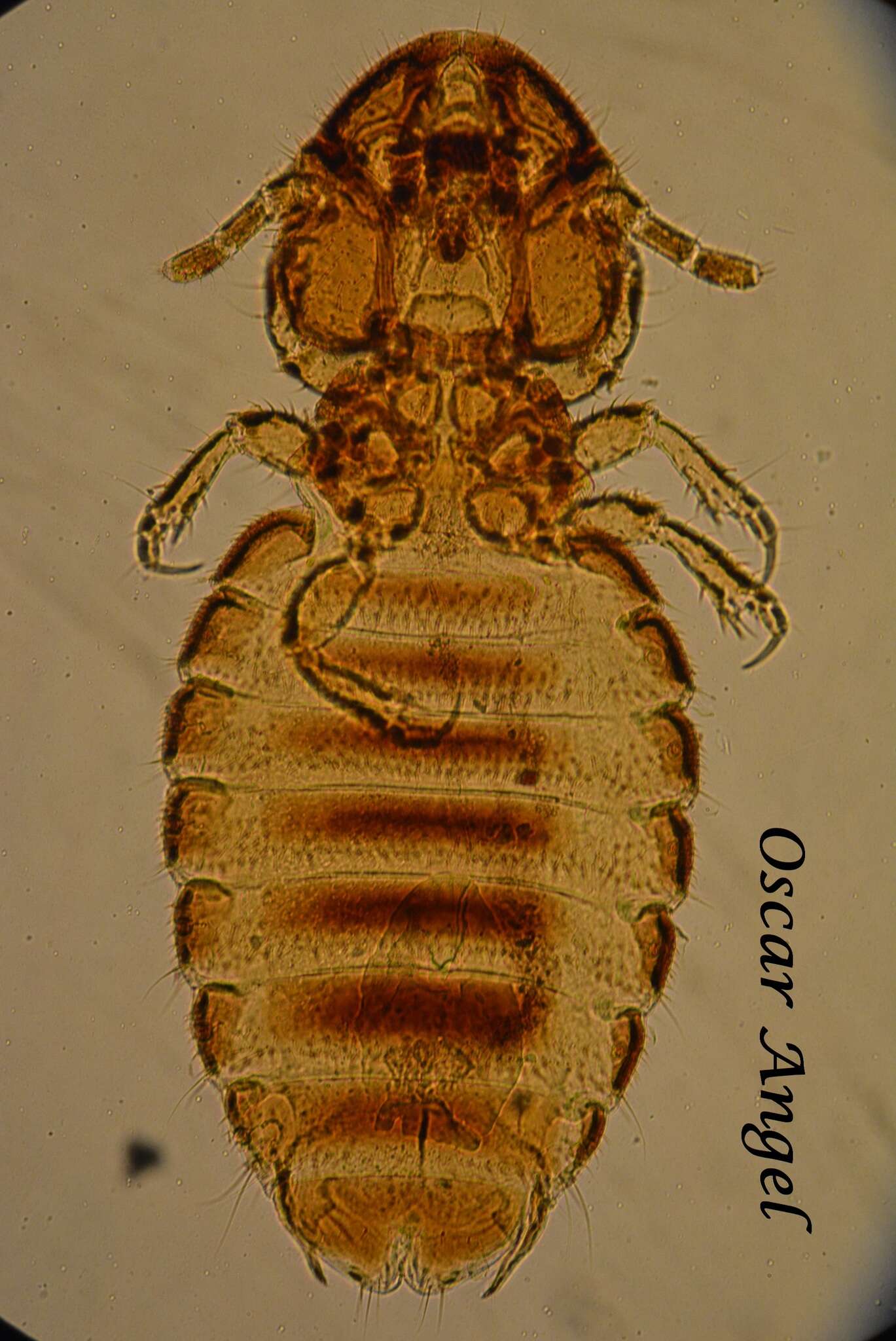 Image de Bovicola (Bovicola) bovis (Linnaeus 1758)