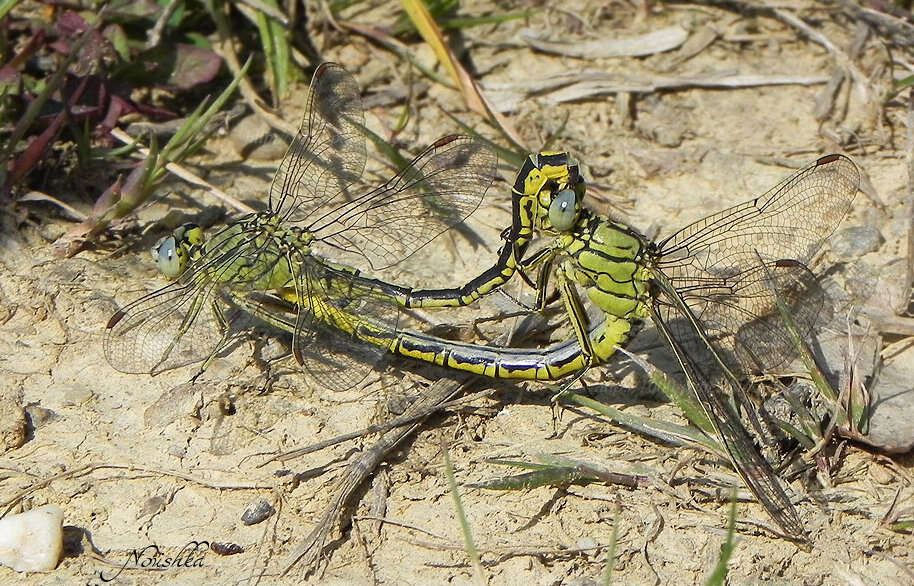 Image of Western Clubtail