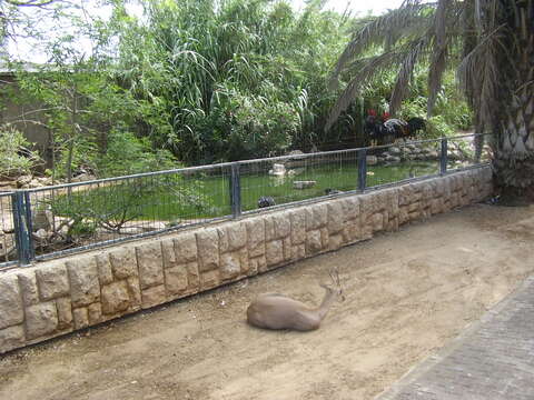 Image of Mountain Gazelle