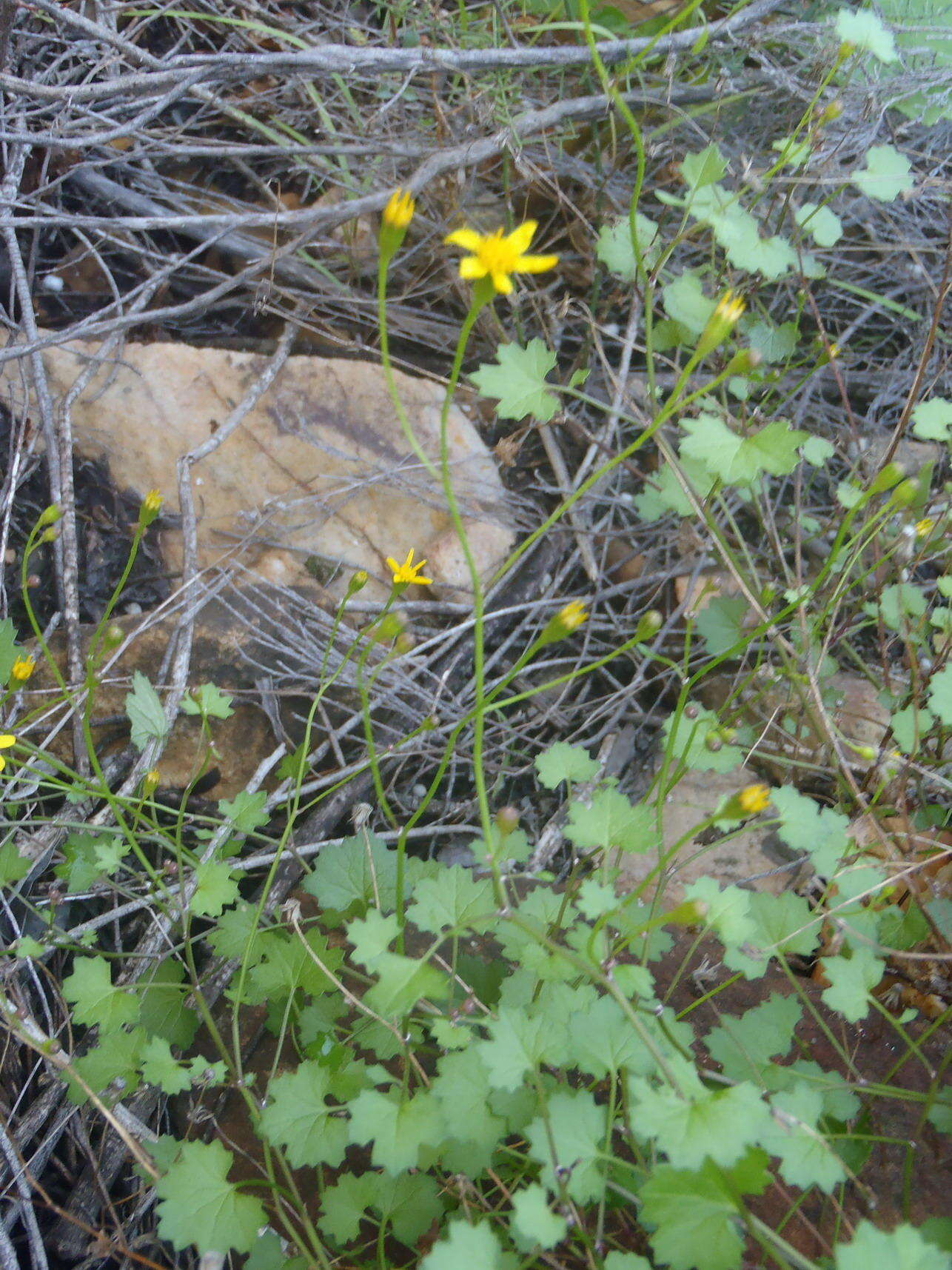 Plancia ëd Cineraria lobata subsp. lobata