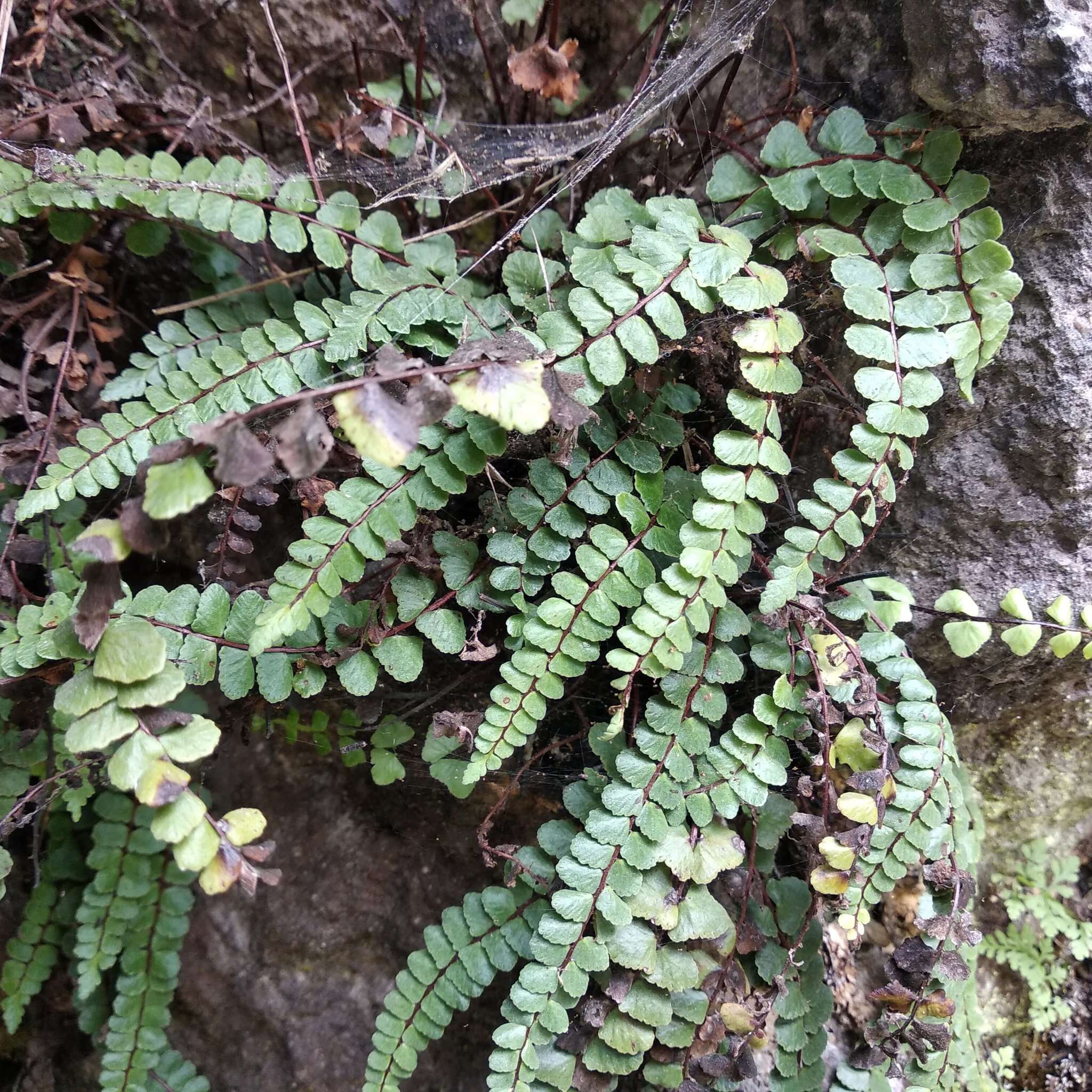 Image of Asplenium castaneum Schltdl. & Cham.