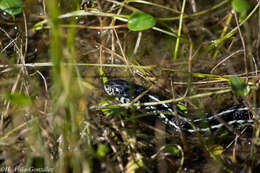 Image of Thamnophis eques virgatenuis Conant 1963