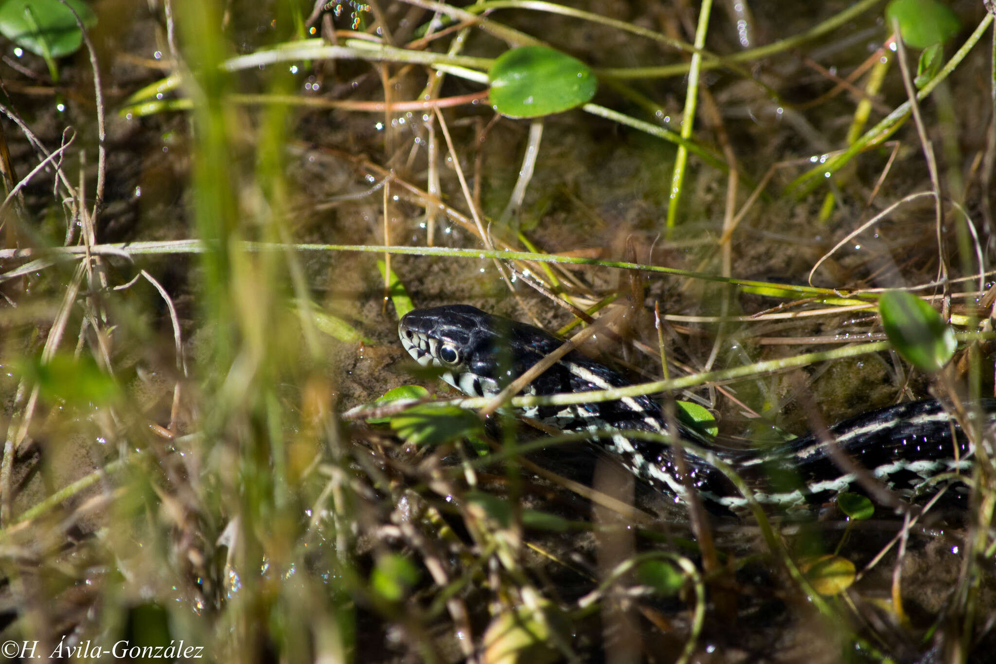 Image of Thamnophis eques virgatenuis Conant 1963