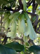 Image of Tecomanthe speciosa W. R. B. Oliv.