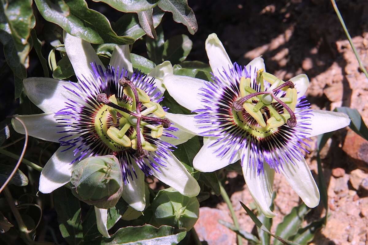 Image of Blue Passion Flower