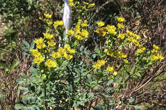 Image of fringed rue