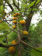 Image of Brahma's Banyan