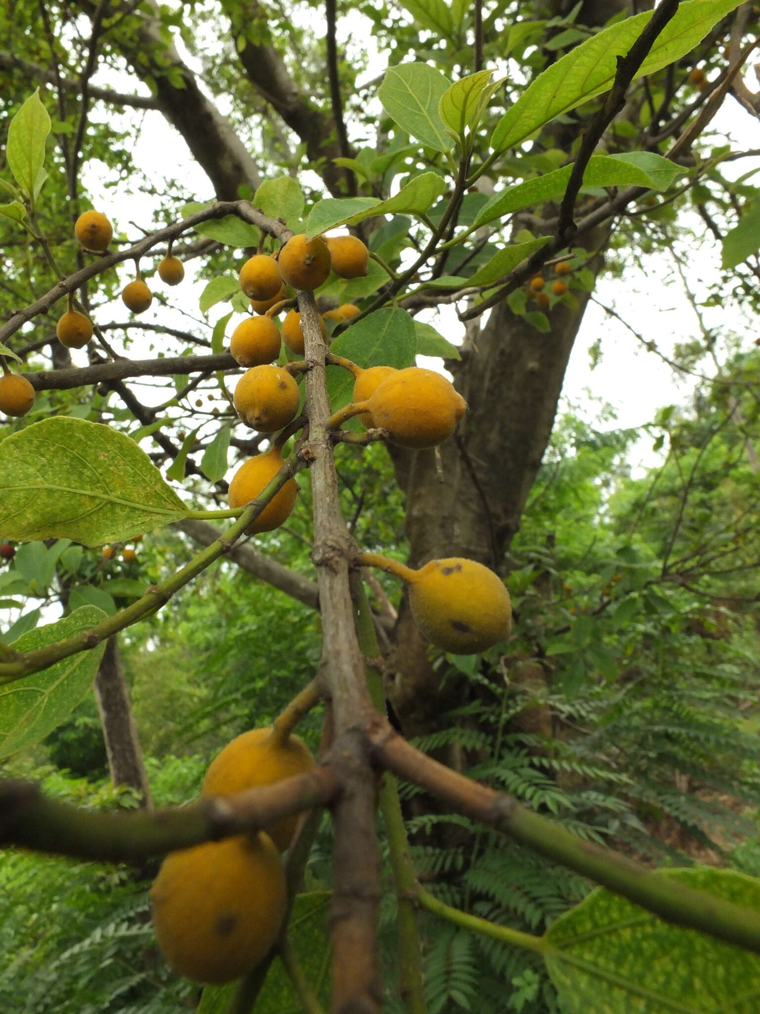 Ficus exasperata Vahl的圖片